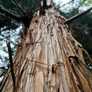Que diriez vous d’un arboretum pour votre bain de forêt ?
