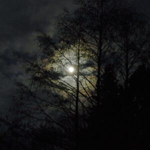 Une nocturne pour votre bain de forêt