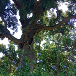 Un remarquable pour votre bain de forêt